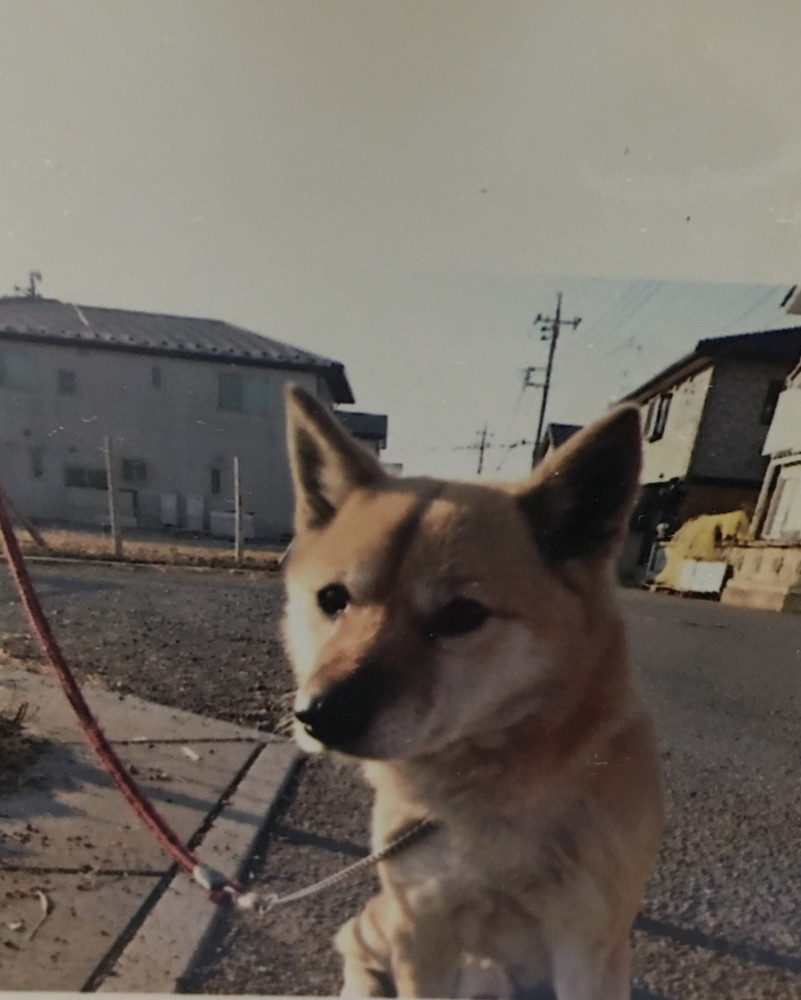 早く、散歩行きたいですけど
まだですか？🐶🐶