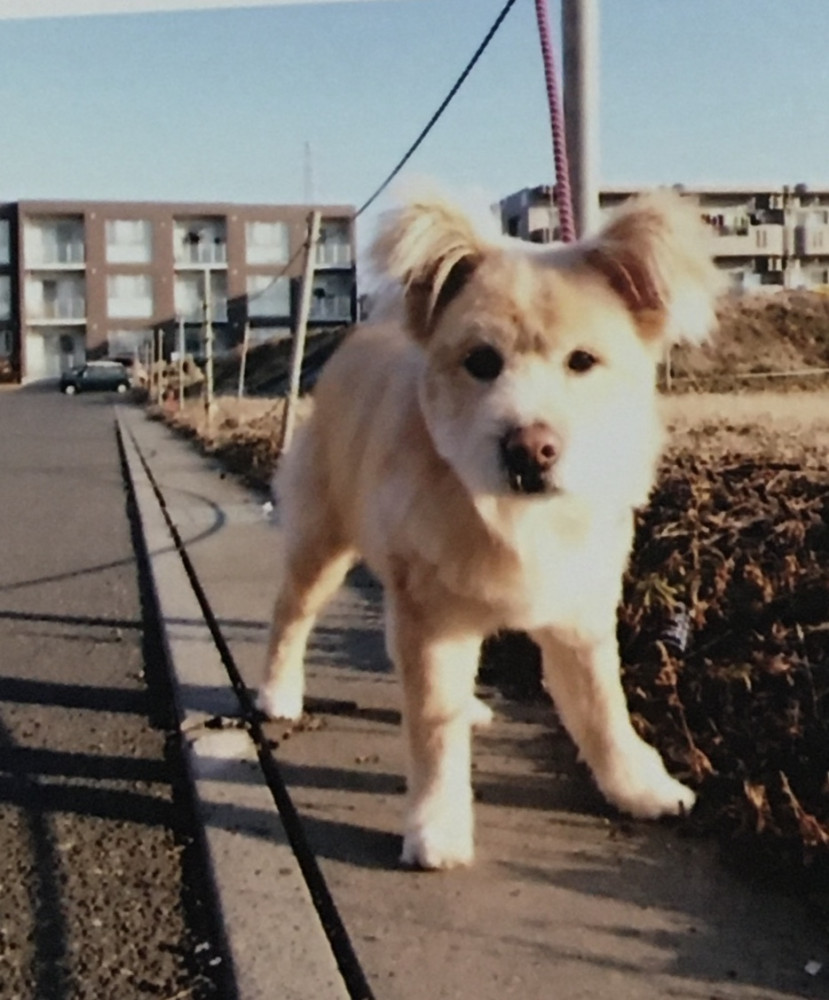 相棒のブクと散歩🐶
昨日、トリミングしたので、記念にハイボーズ❤️💕💕