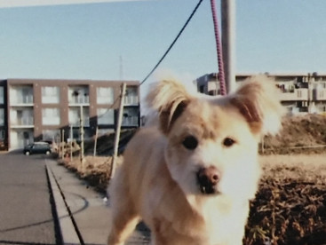 相棒のブクと散歩🐶
昨日、トリミングしたので、記念にハイボーズ❤️💕💕