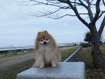 寒い日だから
お昼の散歩になります🐾🐾