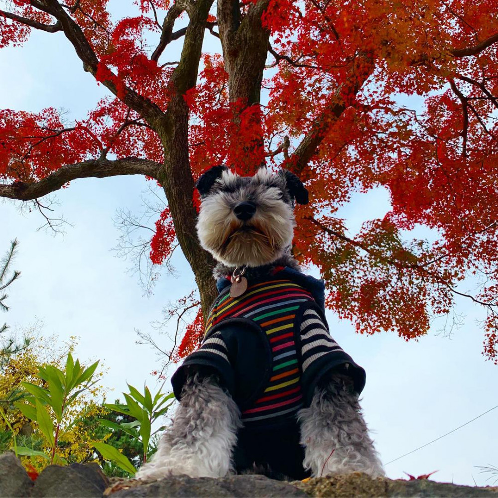 嵐山へ紅葉狩り🍁🍁🍁
上から目線でドヤ顔...😁😃😊