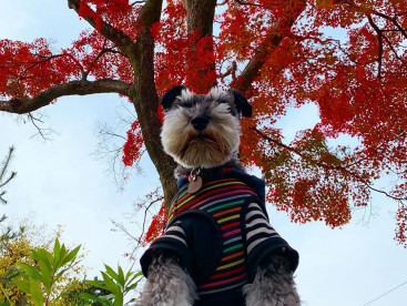 嵐山へ紅葉狩り🍁🍁🍁
上から目線でドヤ顔...😁😃😊