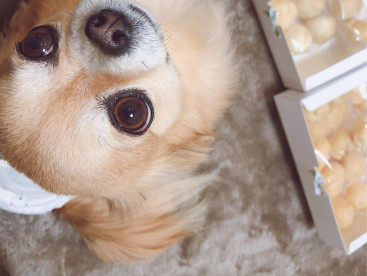 2月1日💓モコのお誕生日🐶💕生まれてきてくれてありがとう💓家族になってくれてありがとう💓だいすき💖