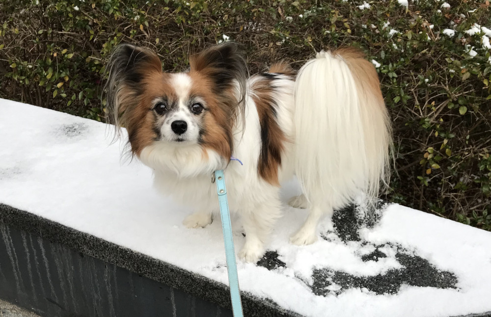 2月、遅い初雪に遭遇(*_*)