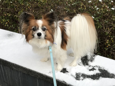 2月、遅い初雪に遭遇(*_*)