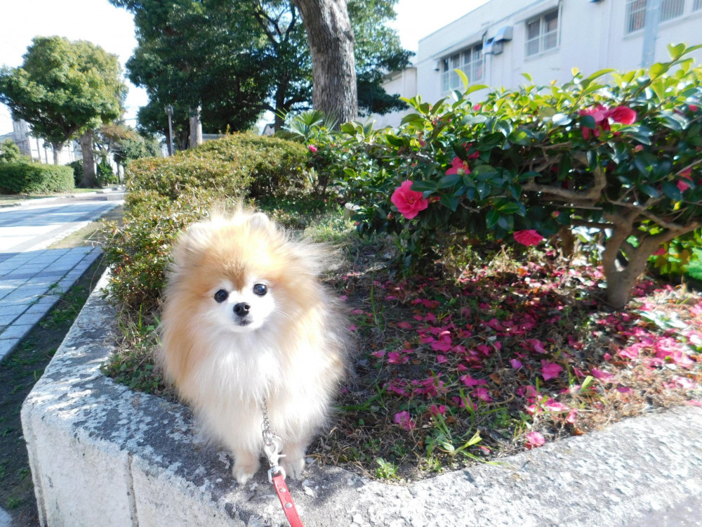 寒いけど、日向ぼっこをしました🐾🐾