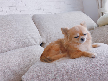 まったりモコ🐶💖