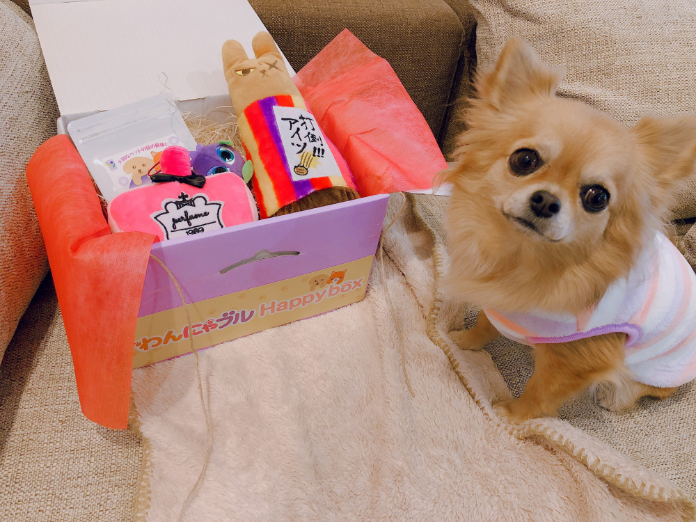 わんにゃブルhappy♡box届きました🐶💕
たくさん遊ぼうね🐶❤️