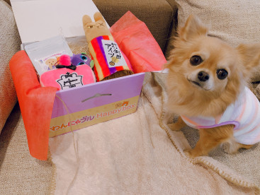 わんにゃブルhappy♡box届きました🐶💕
たくさん遊ぼうね🐶❤️