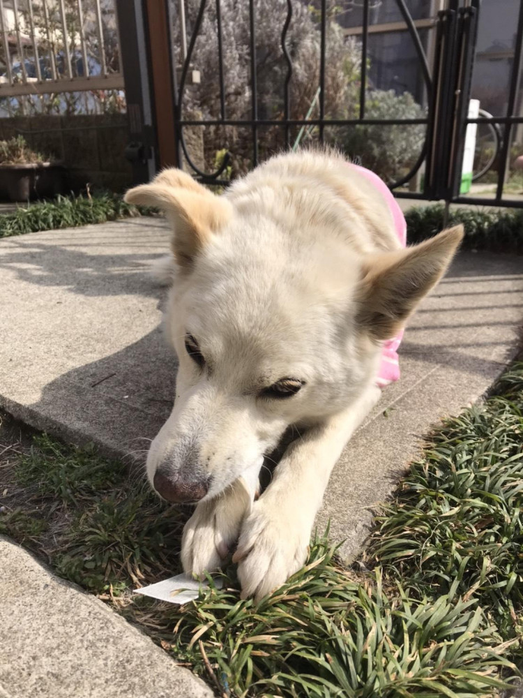 僕の大好物の骨ほねだぁ〜🐶
嬉しいなぁ〜美味しいなぁ〜🐶