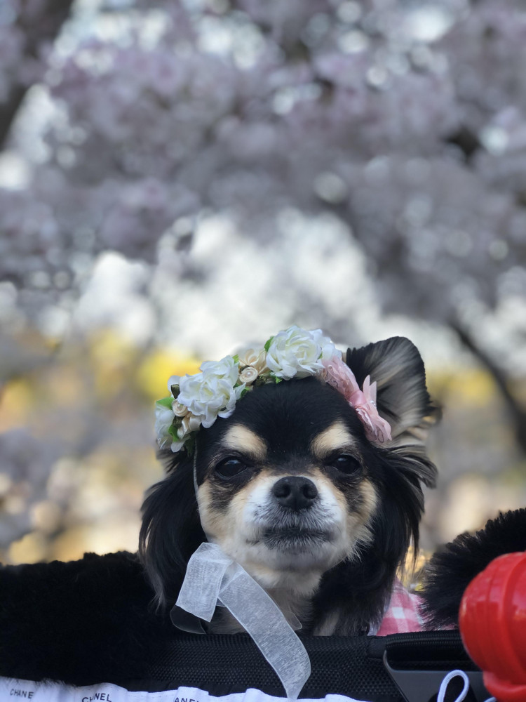 桜とﾊﾞﾝﾋﾞ