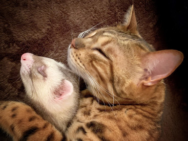 お兄ちゃんと弟😻🐻