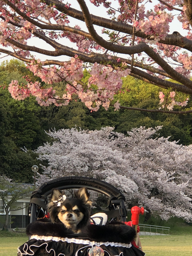 もう桜も終わりかな
来年はお友達と見たいね