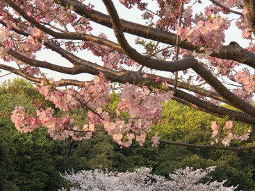 もう桜も終わりかな
来年はお友達と見たいね