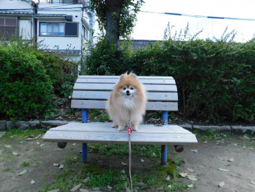 木の椅子は🐾散歩🐾の休憩場所だよ🎵