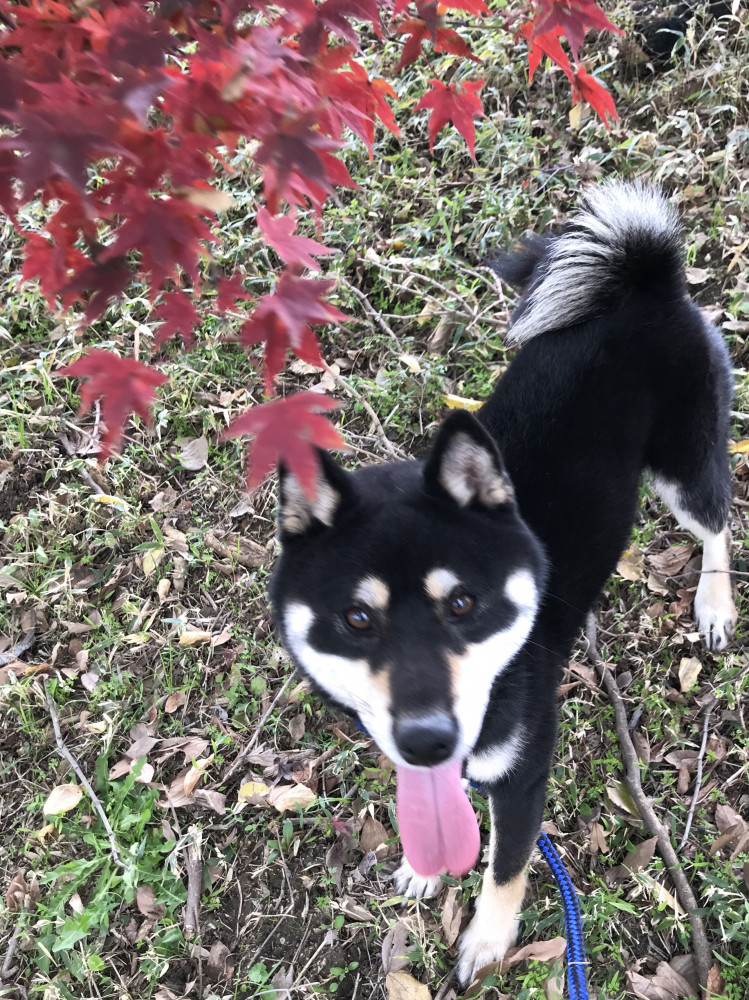 秋ですね🍁🍂