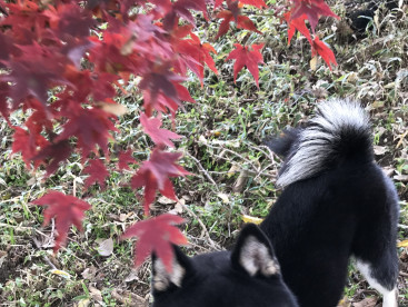 秋ですね🍁🍂