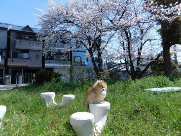 🌸桜の木の下で🌸