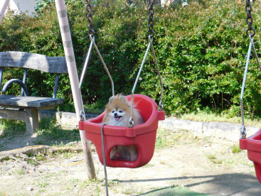 ブランコは外せない🐾お散歩コース🐾だよ🍀🍀