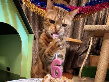 ロディ6歳のお誕生日おめでとう🎂