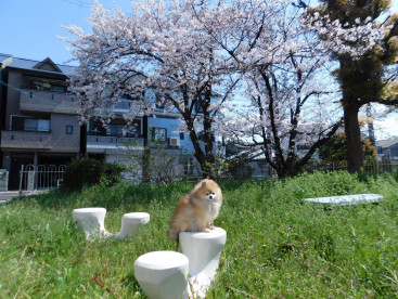 🌸さくらは今年もきれいだったよ🌸