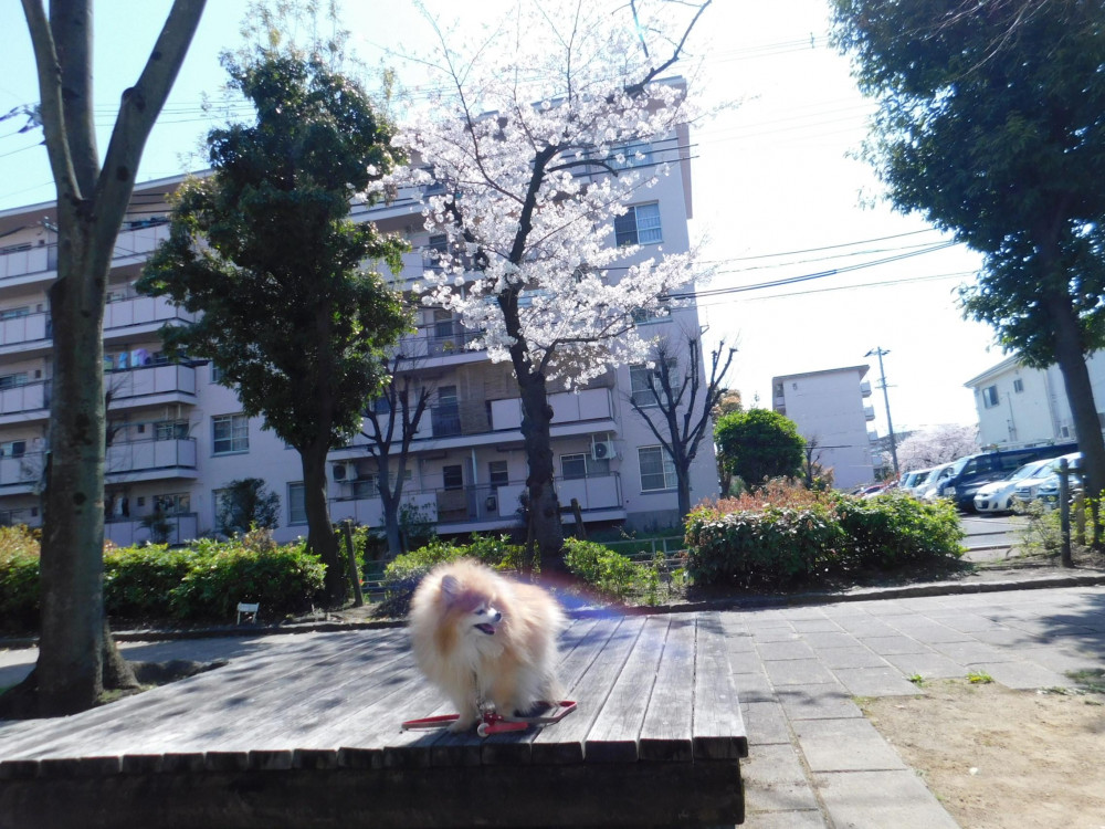 🎀みゆのしっぽに🌈虹が見えたよ🍀