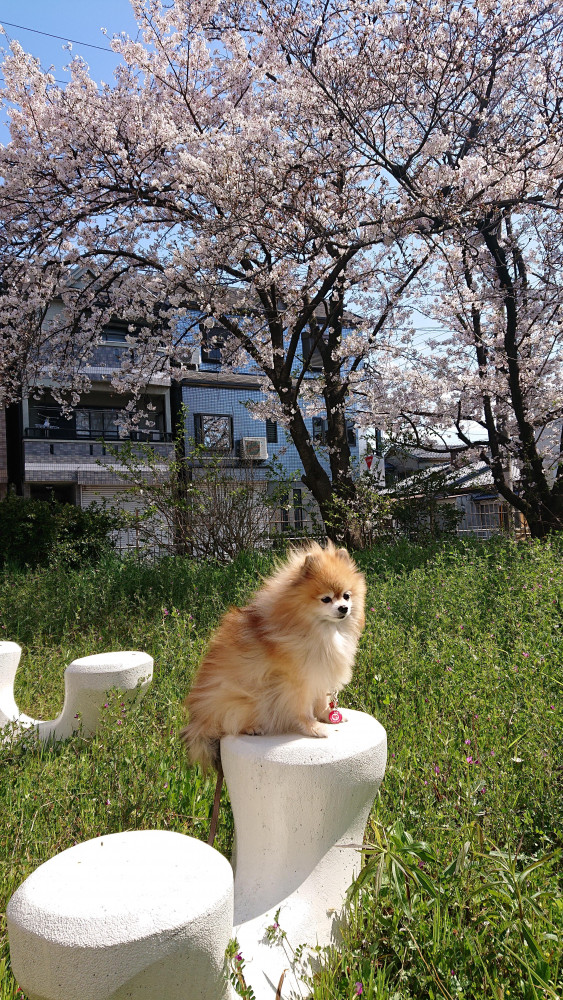 🌸さくらを見られた？みゆは🐾散歩🐾で見たよ🌸