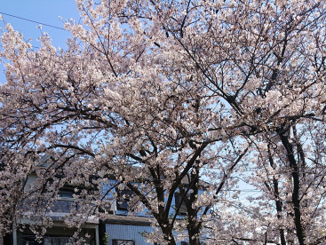 🌸さくらを見られた？みゆは🐾散歩🐾で見たよ🌸