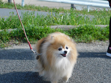 ご近所さんとの散歩だよ🐾🐾