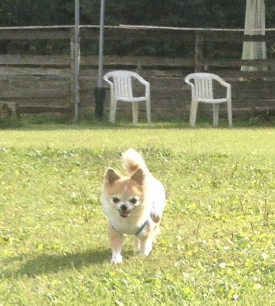 ドックランでのかけっこ、楽しいなぁー🐶💕💕