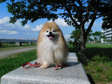 散歩コースに川があるんだよ🐾🐾