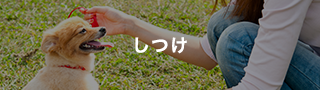 しつけ