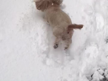 雪❣️雪❣️嬉しいー🥰🥰