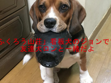 「ふくろう山荘」看板犬ジョンです。
友達犬ロンとの散歩中の一コマです。