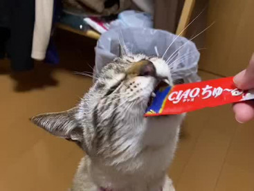 華，幸せだにゃん🐈❤️❤️❤️