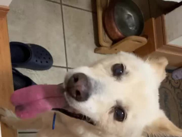 こんばんは。クウです。
僕，雷⚡️様が怖くて，甘えてます。
助けて〜🐶