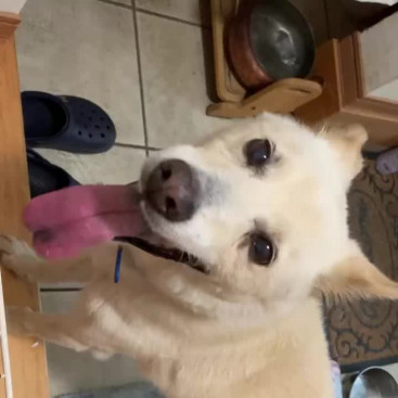 こんばんは。クウです。
僕，雷⚡️様が怖くて，甘えてます。
助けて〜🐶