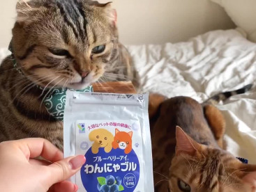 わんにゃブル大好き！