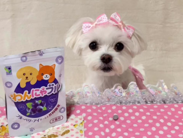 わんにゃブル大好き！！
大好きなわんにゃブルを食べるのを待ってましゅ(°▽°)リサより♪
