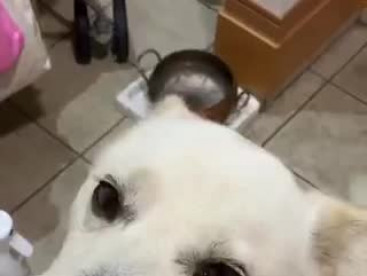 スペシャル雷⚡️にパニックのクウ🐶さん