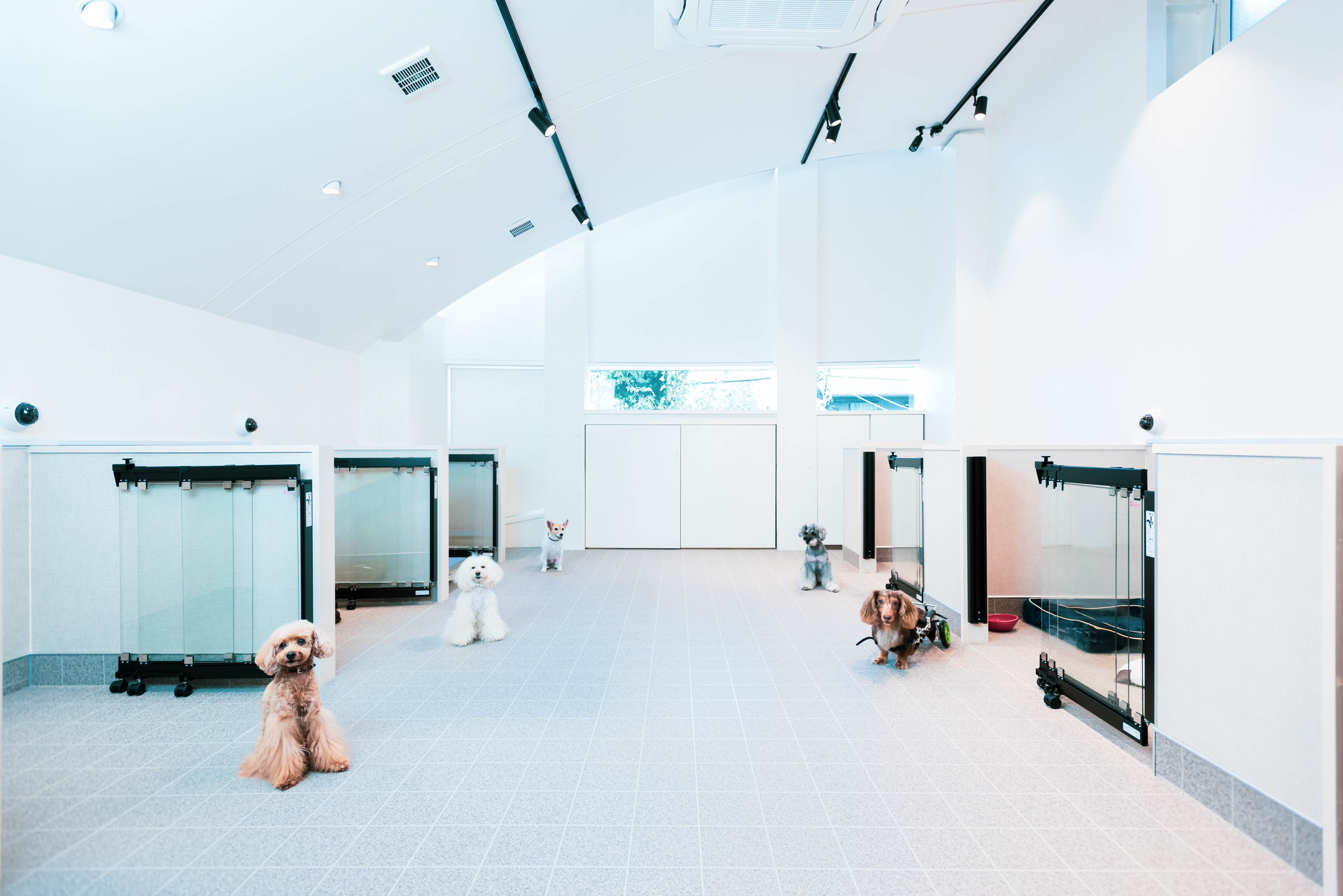 「老犬ホーム」ってどんな施設?シニア犬のこれからと、老犬ホームが果たす意味を考える