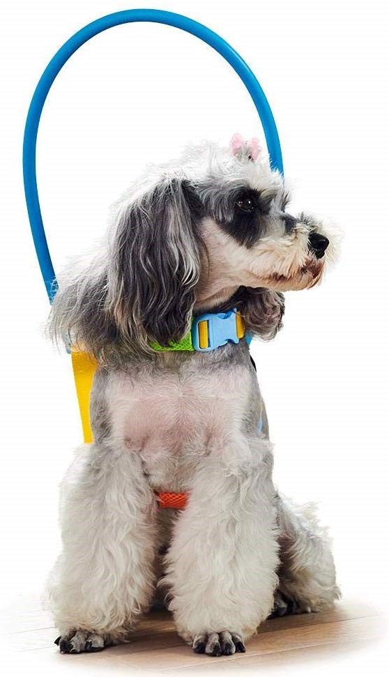 盲目の愛犬を守ろう!目が見えないわんちゃんのためのグッズ4選