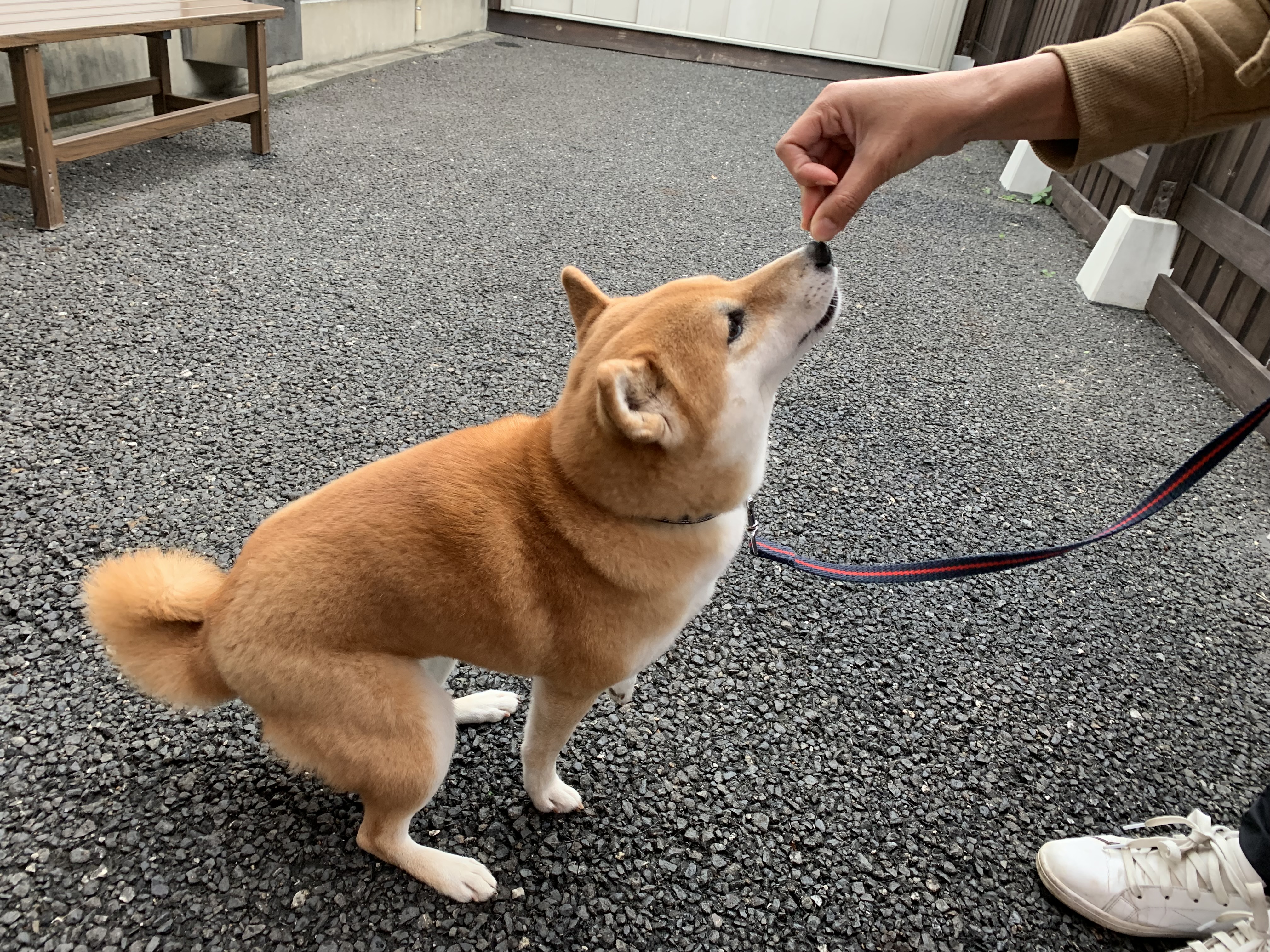避難所で落ち着いて過ごすためには…?今日からはじめる!ペットの防災対策〜ドッグトレーナー編・後編~