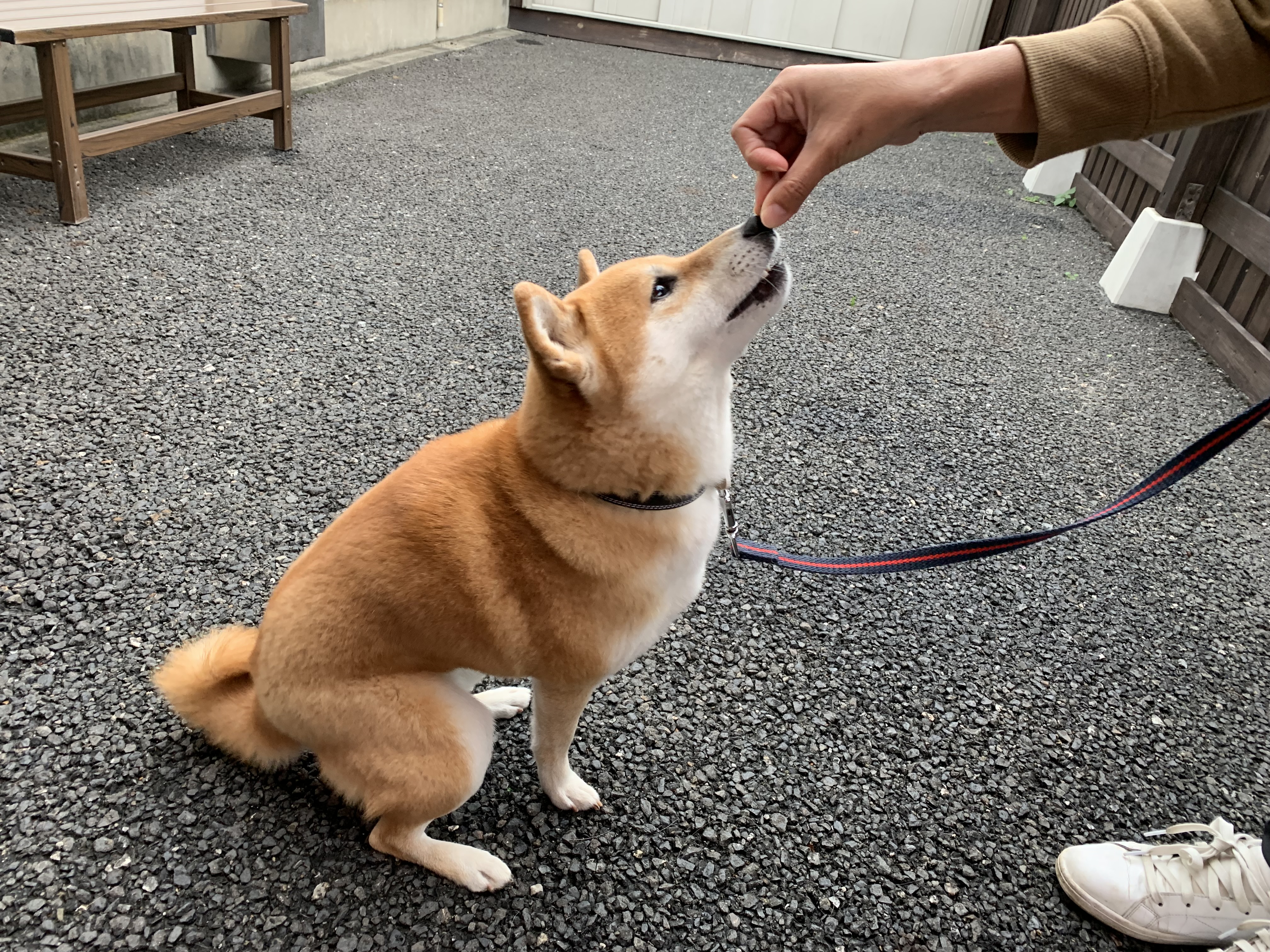 避難所で落ち着いて過ごすためには…?今日からはじめる!ペットの防災対策〜ドッグトレーナー編・後編~