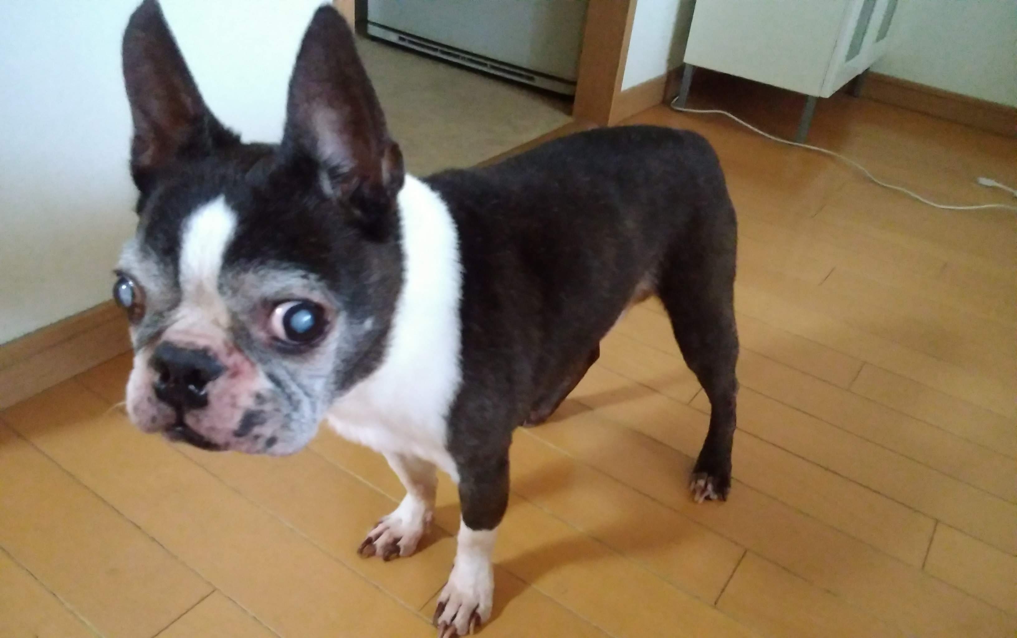 飼い主インタビュー！目が見えなくなった愛犬との幸せな暮らし