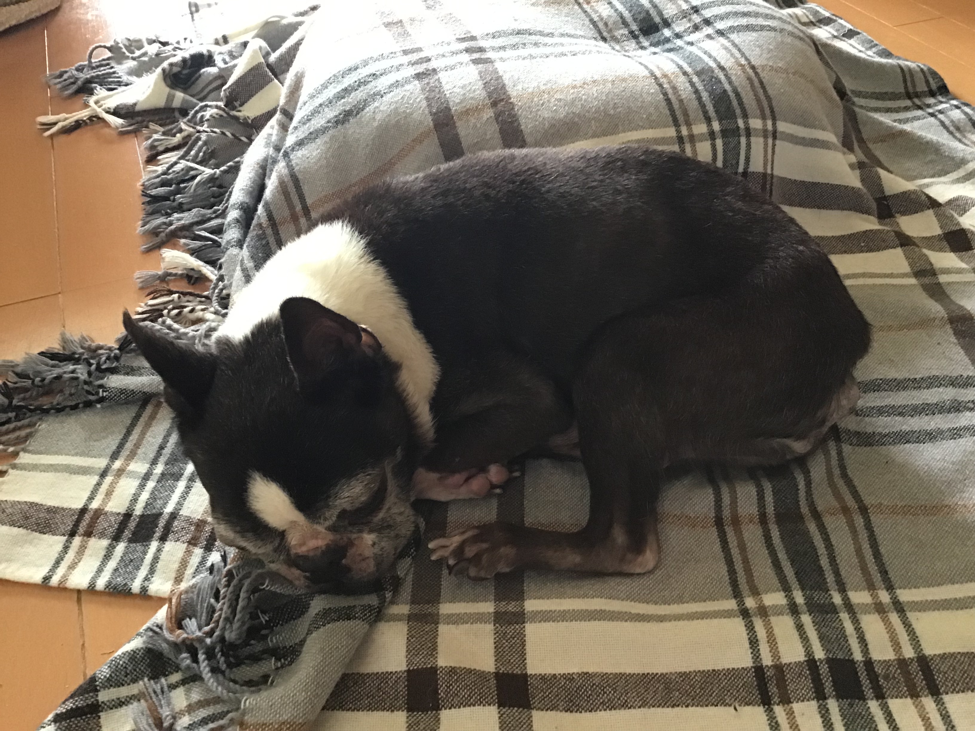 飼い主インタビュー！目が見えなくなった愛犬との幸せな暮らし