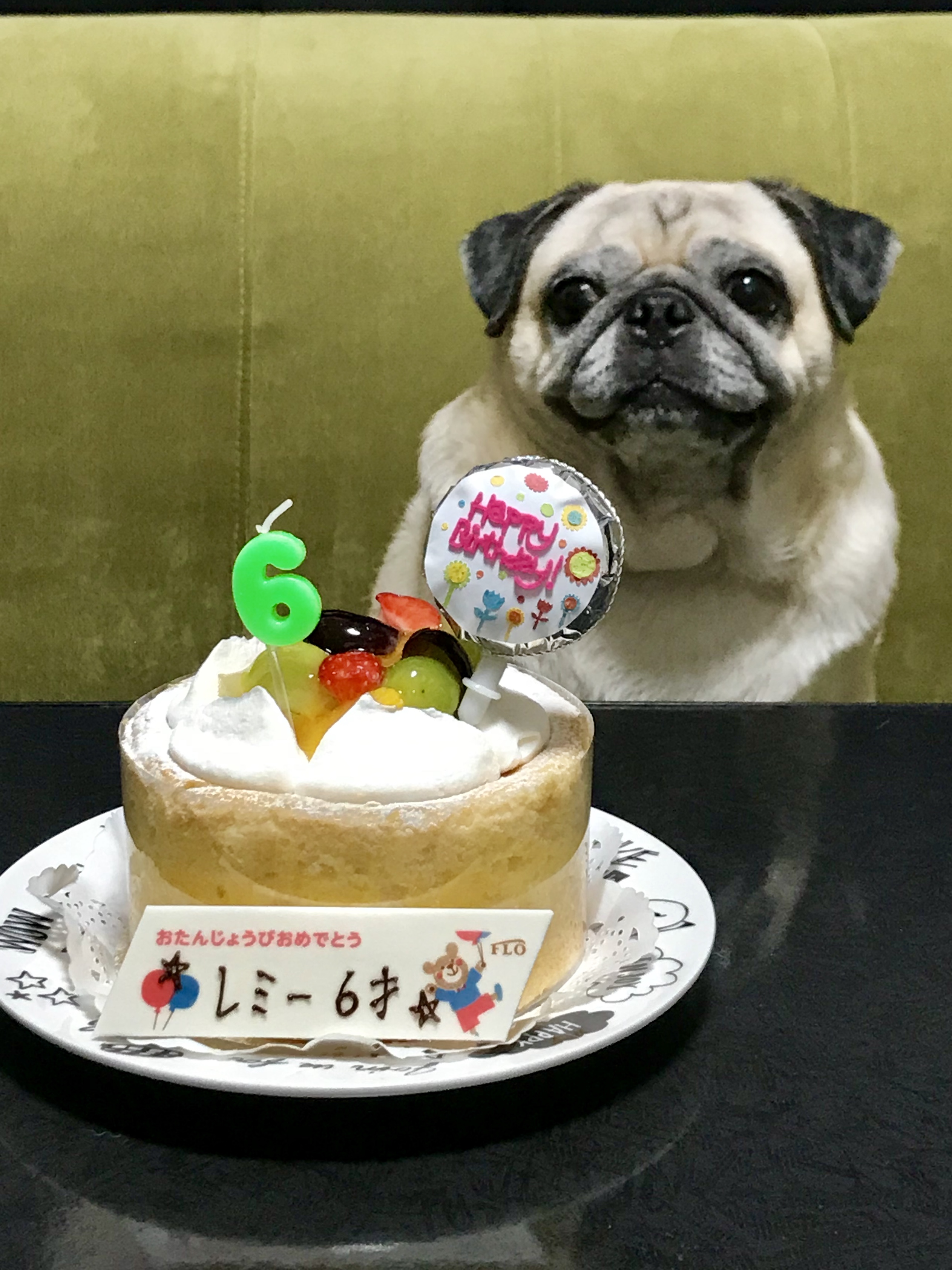 ペットロス体験談…悲しみを乗り越えた理由、新しい家族を迎えたきっかけは?愛犬・愛猫との別れを経験して