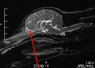 犬の「脳」はどうなってるの?思考(賢さ)&側面と構造面な側面から解説