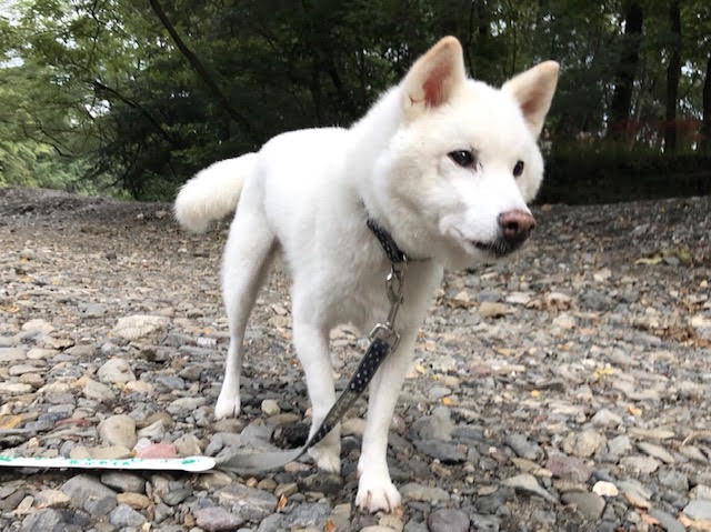 ペットロス体験談…悲しみを乗り越えた理由、新しい家族を迎えたきっかけは?愛犬・愛猫との別れを経験して