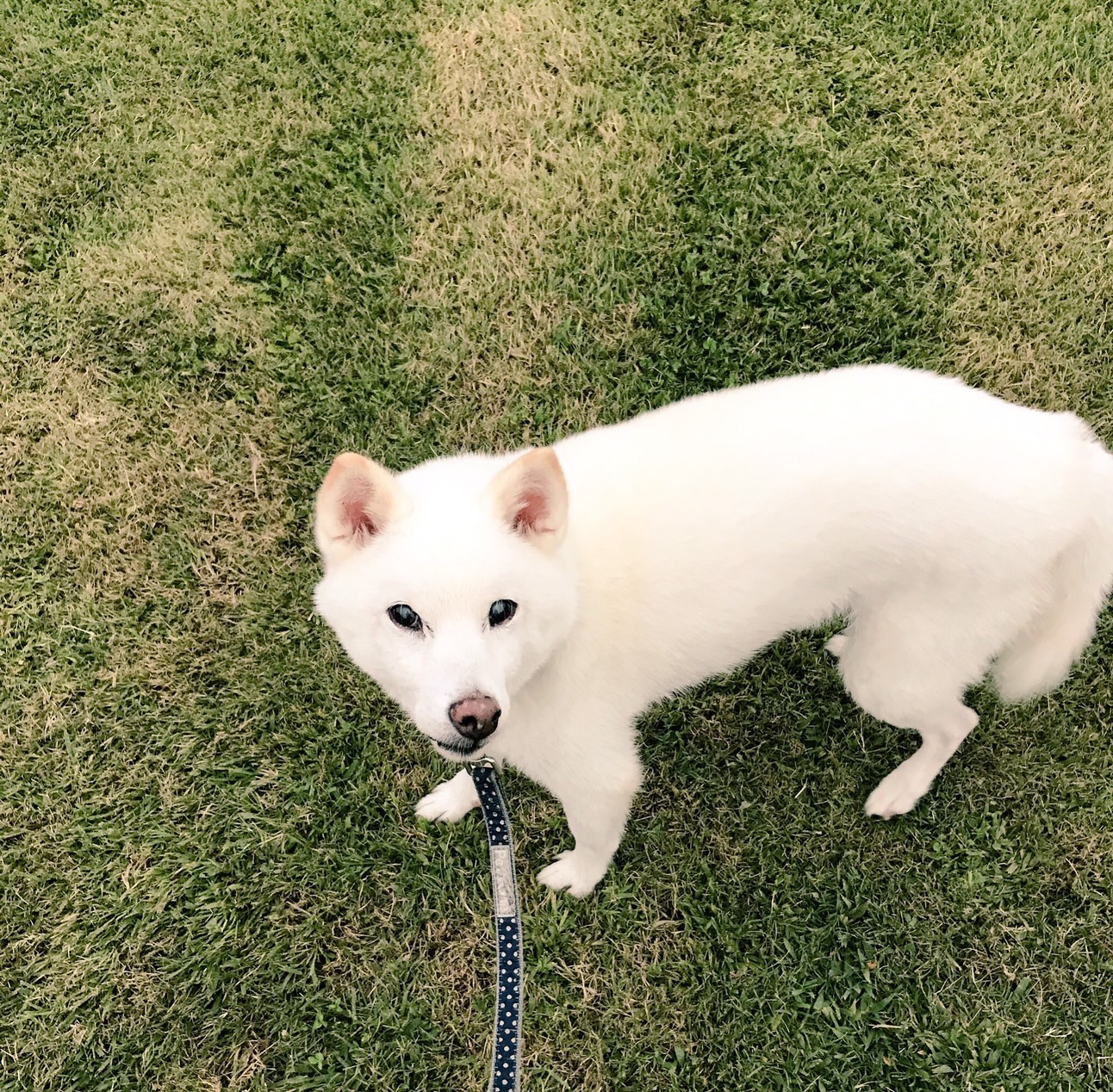 ペットロス体験談…悲しみを乗り越えた理由、新しい家族を迎えたきっかけは？愛犬・愛猫との別れを経験して